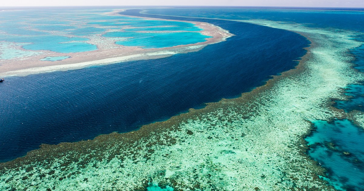 Alle Maldive come in Australia, i coralli muoiono - Dal Mare 