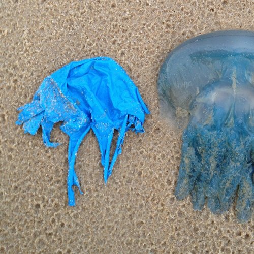 10_Somiglianza-tra-sacchetto-di-plastica-e-medusa-Foto-NOAA.jpg
