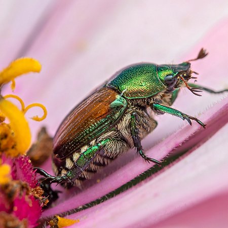 Japanese beetles and other alien species