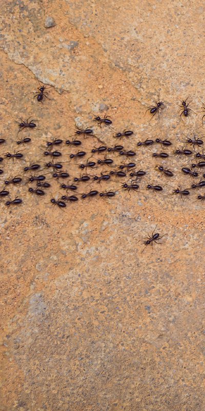 1297751271 1297751271