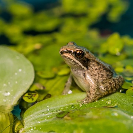Frogs freeze to survive the winter