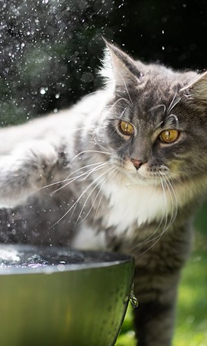 1161214444 1161214444