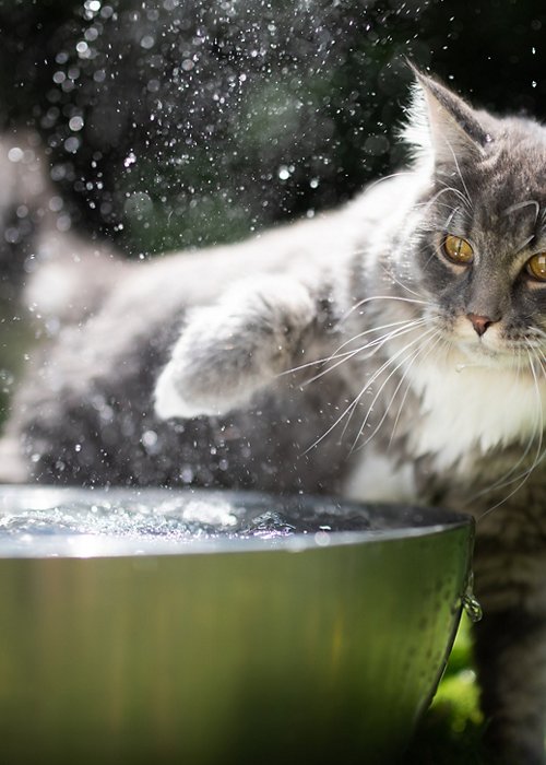 1161214444 1161214444