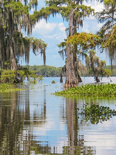 Swamp in Louisiana