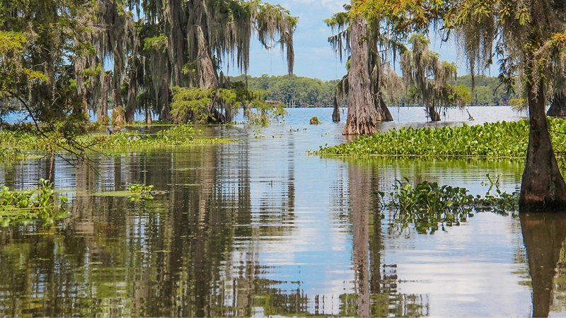Palude in Louisiana