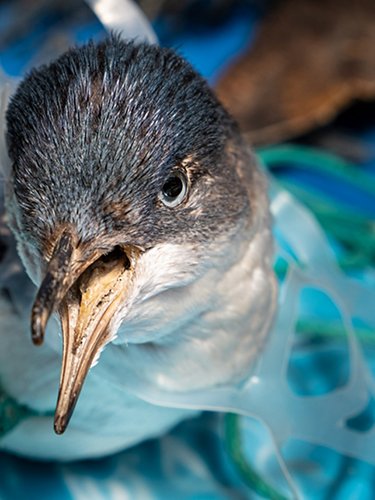 Pinguino incastrato nella plastica