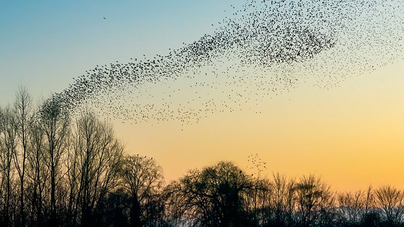 Starlings in the wind
