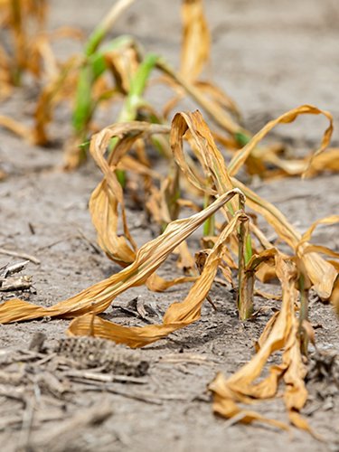 Crops at risk