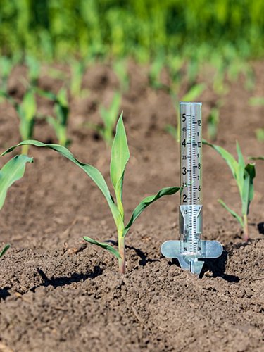 Rain gauge and corn