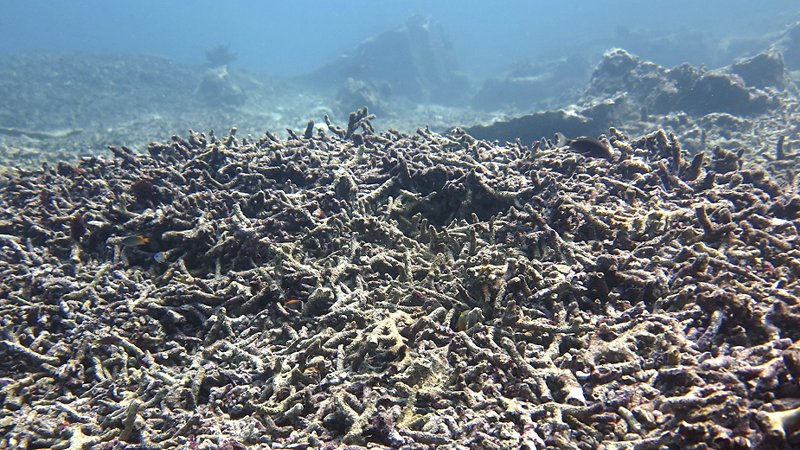 Sbiancamento dei coralli