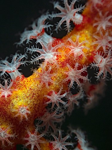 Polipi del corallo