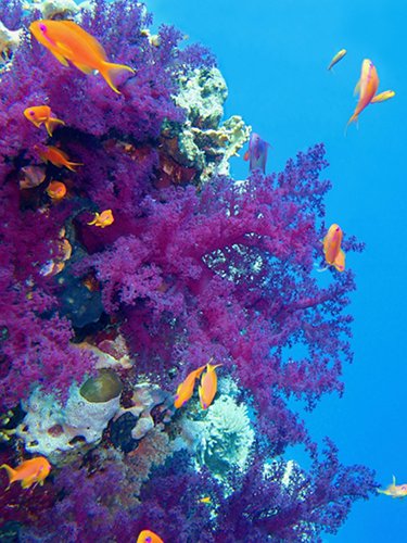 Incontri tra i coralli