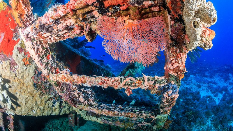 Wreck with corals