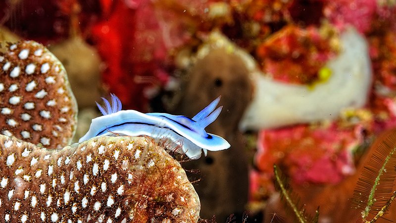 Nudibranco blu