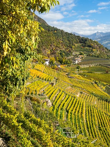 Terraced vineyards in Italy