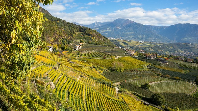 Terraced vineyards in Italy
