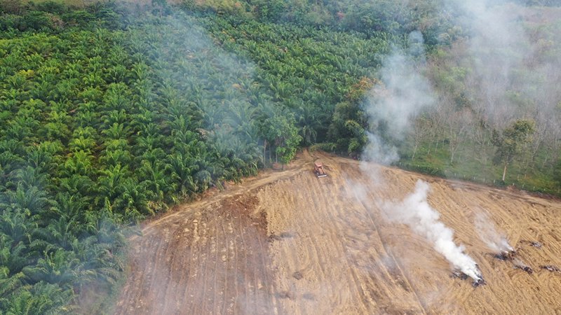 Deforestation to make room for crops