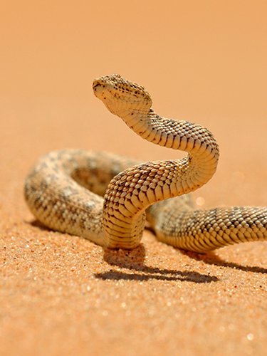 Sand viper