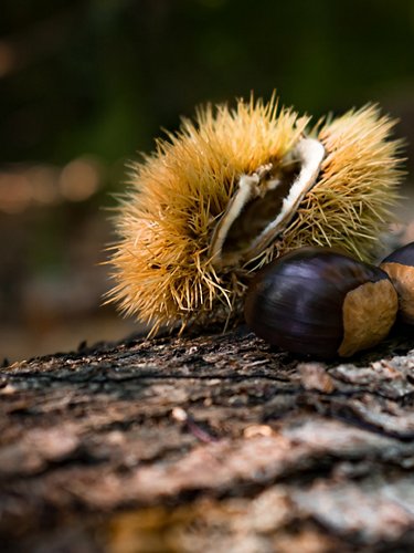 Gifts of the forest: chestnuts