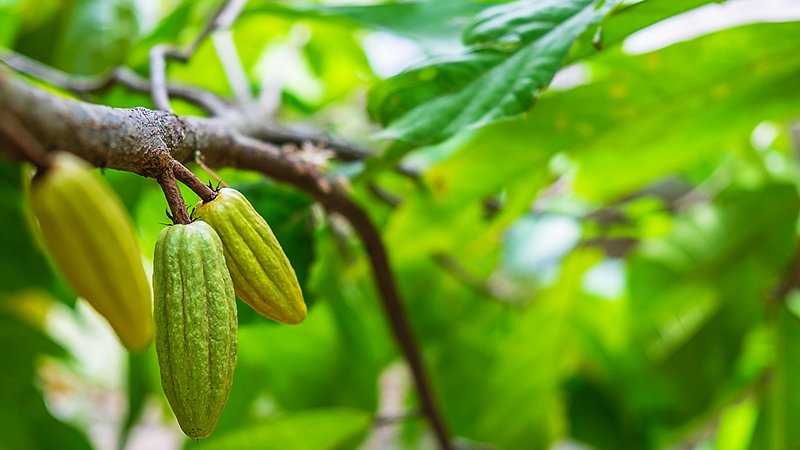 Cacao acerbo