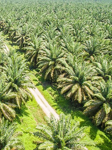 Piantagione di palma da olio