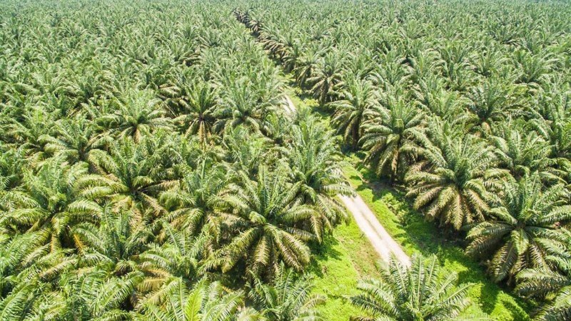Piantagione di palma da olio