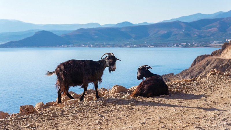 Herding, goats