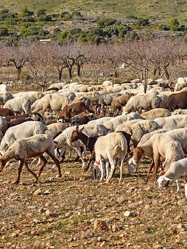 Herding, sheep