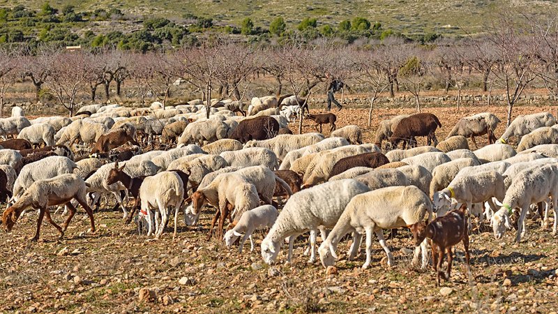 Pastorizia, pecore