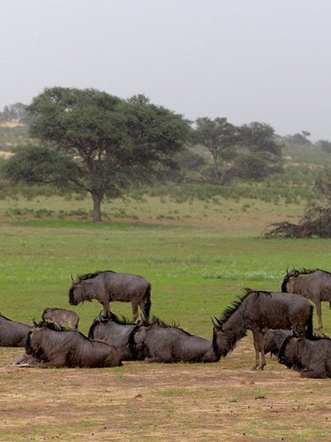 Wildebeest and rain
