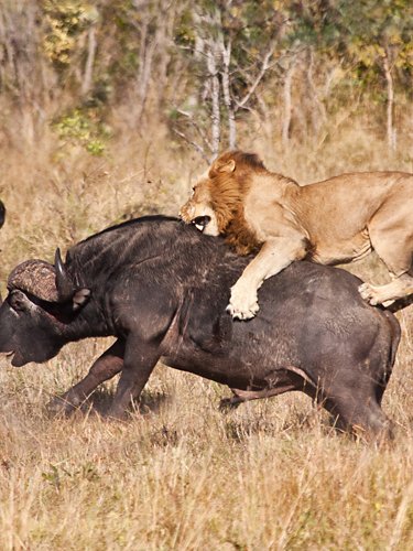 Leo attacks a buffalo