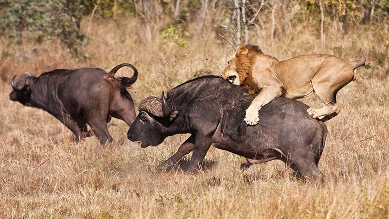 Leone aggredisce un bufalo