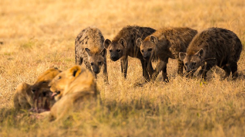 Hyenas await their turn