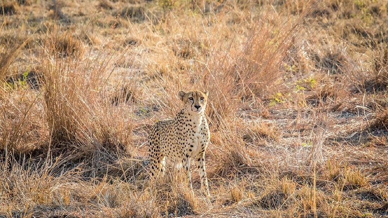 A camouflaged cheetah