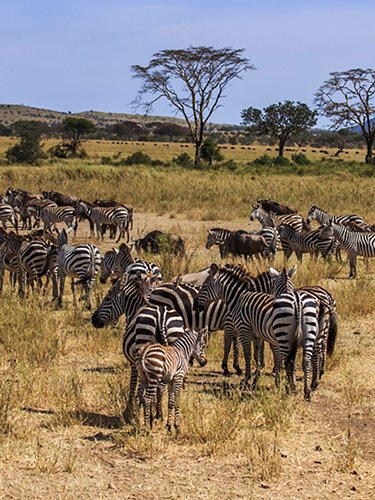 Zebras and buffaloes
