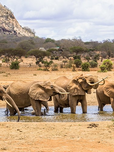Elefanti all’abbeverata