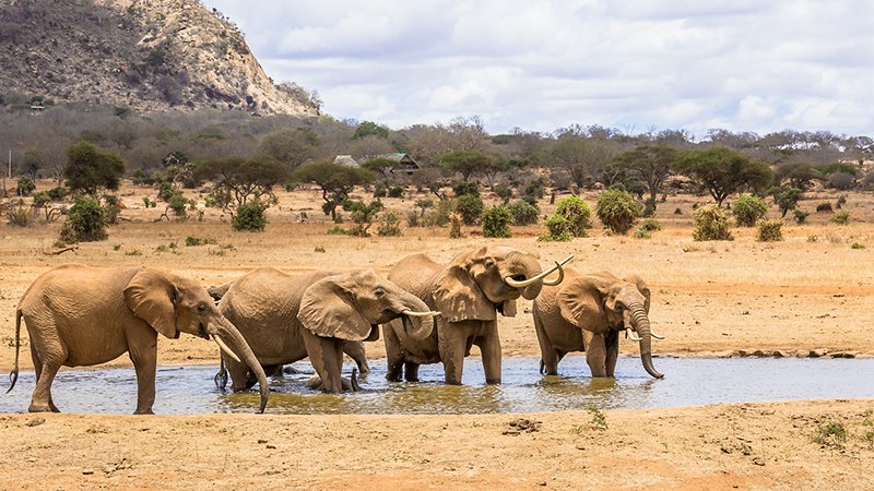 Watering elephants