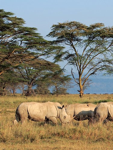 Rinoceronti africani