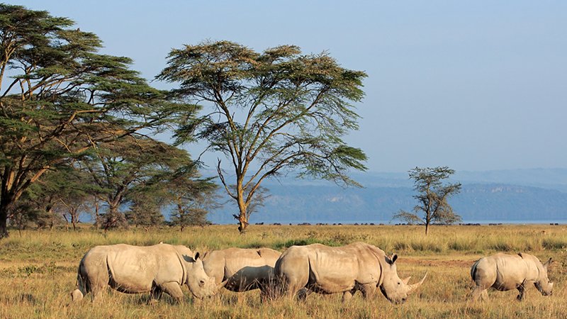 African rhinos