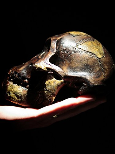 Skull of australopithecus