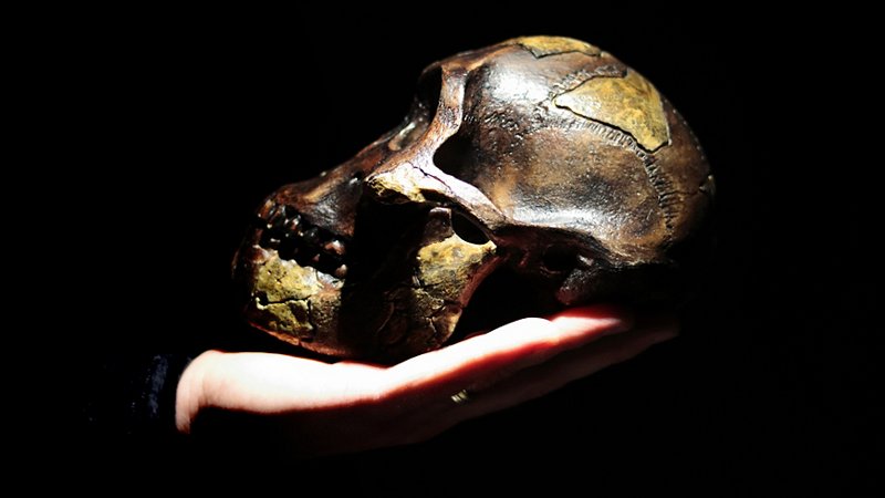 Skull of australopithecus