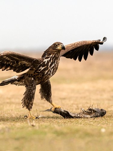 Eagle of the steppes