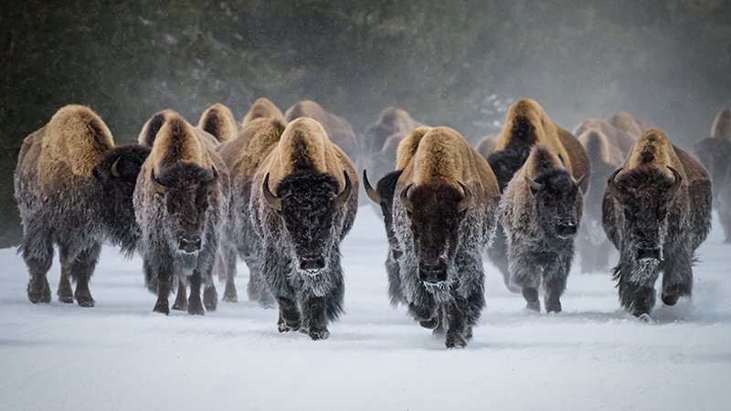 Herd of bison