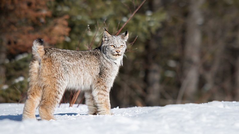 Lince canadese