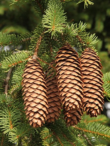 Spruce cones