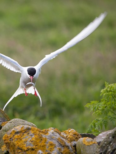 Longtail tern