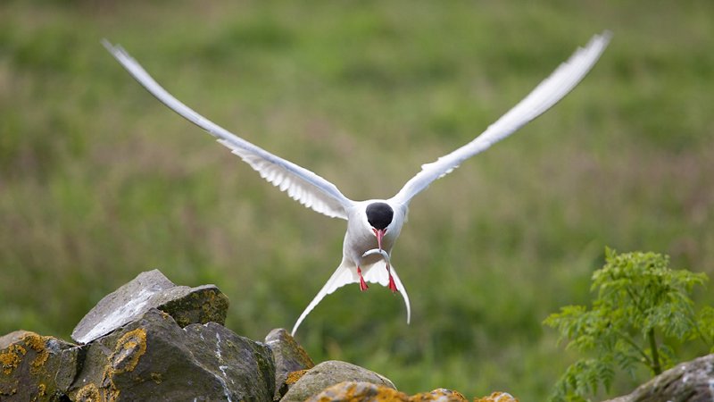 Longtail tern