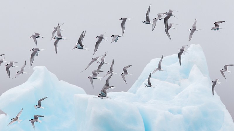 Migration of terns