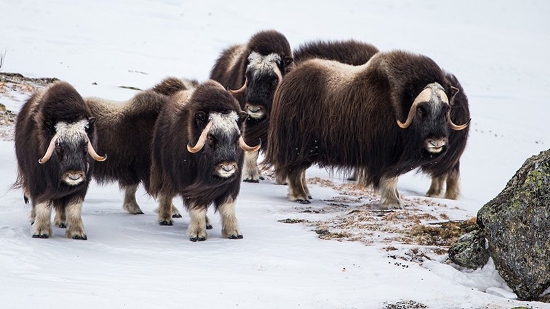 Musk oxen in winter