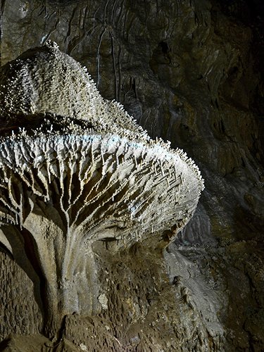Mushroom concretion